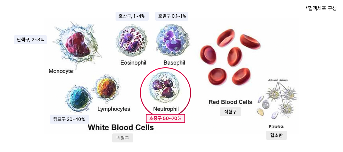 호중구 설명 이미지